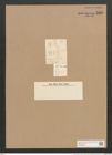 Amphora levis Greg. (de-Toni-Nr.: Genus 36, Species 1520) Zeichnungen Sammlung Grunow Nr. 2940 (NHMW-BOT-W0356295)